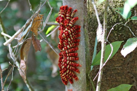 caterpillar Cristalino Jungle Lodge, Brazil
